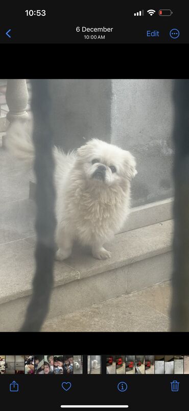 it cutlesdirmek: Pekines, 5 il, Erkek