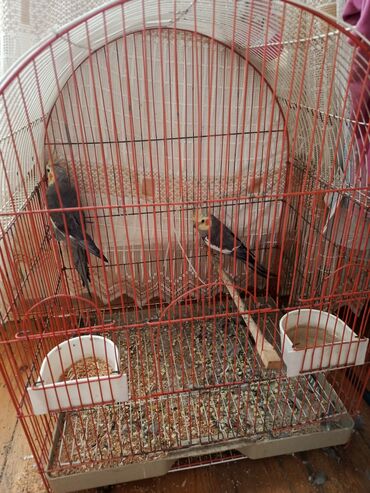 quru pişik yemi: Kakadular (cüt) və qəfəs dəsti - Növ: Nimfa kakadu (cockatiel), iki