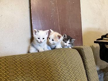 кошки сиамская: Котята Бесплатно Даром от домашней кошки - Помёт разноокрасочных — 1