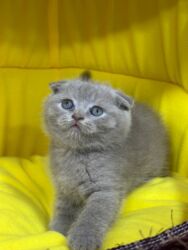 Pişiklər: Britan yastı qulaq, Erkək, Dişi, Yaxşı əllərə, Ünvandan götürmə, Ödənişli çatdırılma, Rayonlara çatdırılma — 6