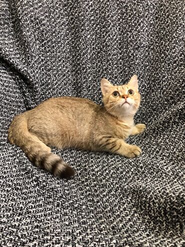 Pişiklər: Britan, Ünvandan götürmə -da lalafo.az — 10 Pişiklər: Britan, Ünvandan götürmə — 10