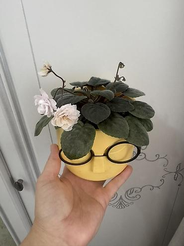 Замиокулькас (Долларовое дерево): Комнатные растения в горшках (на выбор): 1) Замиокулькас (Zamioculcas — 5