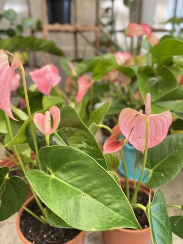 Другие услуги: Продаю цветы😍 Очень много разных 🪴🎋🍃🌱 Антуриумы Спатифиллум Алоказия — 8