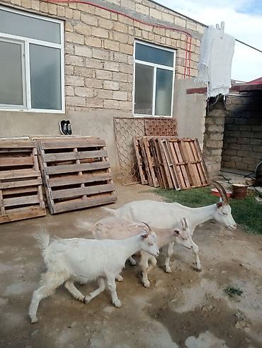 Keçilər, çəpişlər: Dişi, Zanen, il: 1, 55 kq, Südlük, Pulsuz çatdırılma — 3