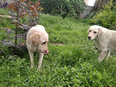 Собаки: Щенки лабрадора отдаем недорого больше недели от роду