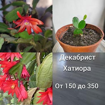 Другие комнатные растения: Продаю домашнии цветы адаптированные уже,пополнение фото каждый день — 4