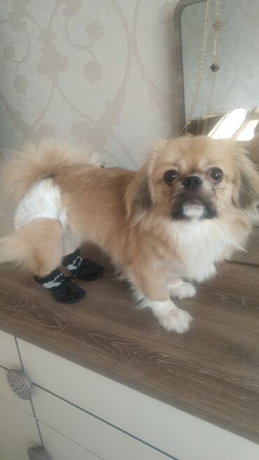 pekines itləri: Pekines, 5 ay, Dişi