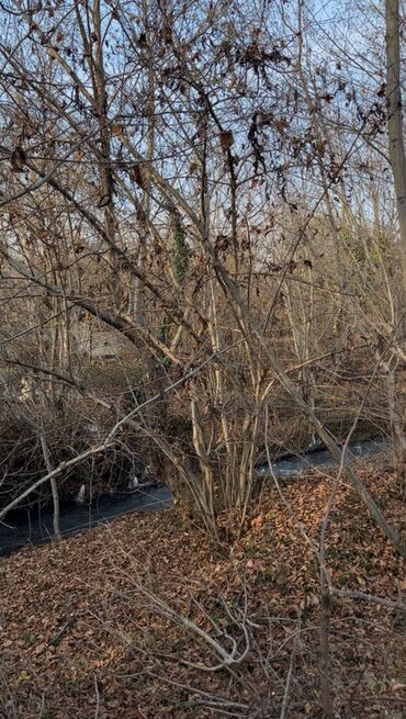 Torpaq sahələrinin satışı: Qəbələ rayonunun Soltannuxa kəndində magistral yolun düz kənarında — 9