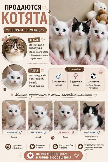 scotish fold: Скотиш Страйт (Шотландская прямоухая), 1 месяц, Мальчик, Белый, Приучена к лотку — 1