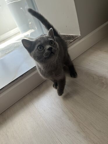 кошка британская шиншилла: Кошка даром: Британская короткошёрстная, 3 месяца, Мальчик, Приучена к лотку, Проглистована