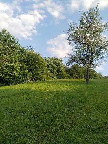 Torpaq sahələrinin satışı: 92 sot, Biznes üçün, Mülkiyyətçi, Kupça (Çıxarış), Bələdiyyə, Müqavilə — 14