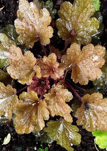 Другие садовые цветы и кустарники: Продаю гейхеру. В коллекции более 80 сортов. Звоните по тел. Вацап — 8