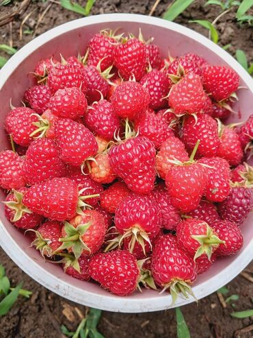 Meyvə və giləmeyvə: Məhsul: Təzə moruq (bağdan yığılmış) Təsvir: - Şirin, ətirli və — 1