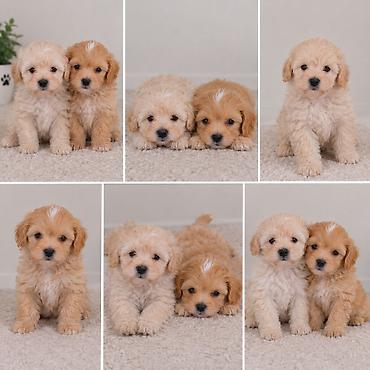 it xaltalari satisi: Maltipoo F1 balalar Mikro.Ana 3 kq yarim Ata 2 kq yarim.Balalar — 3