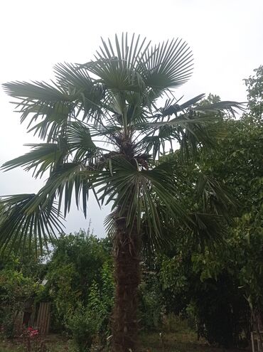 Palma: Palma agacı qiyməti _ razılaşma yolu ilə 9 illik agacdır