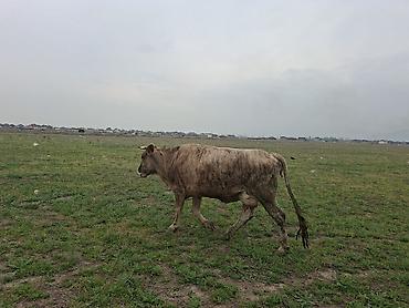 Коровы, быки: Продаю | Корова (самка) | Для разведения — 4