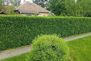 Chestnut saplings: Саженцы — 10