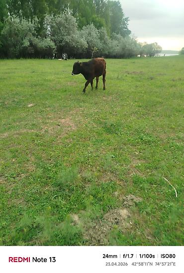 Коровы, быки: Продаю | Бык (самец) — 2