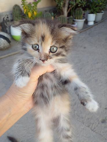 үй жаныбарлар: БЕСПЛАТНО!!! МАМА ШОТЛАНДСКАЯ ВИСЛОУХАЯ!!! Котята, помёт из нескольких — 4