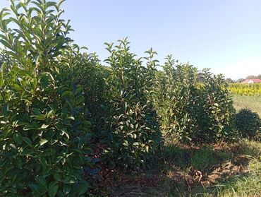 Ağaclar: Her növ ağaclar ve dekarativ ağaclar çox ucuz ve qarantili gubresiz — 14