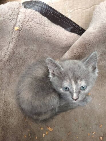 сколько стоит британская вислоухая кошка: 2 месяца, Мальчик