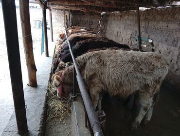 Коровы, быки: Продаю | Бык (самец) | На откорм — 8