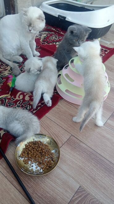 Pişiklər: Şinşilla, Dişi, Ünvandan götürmə