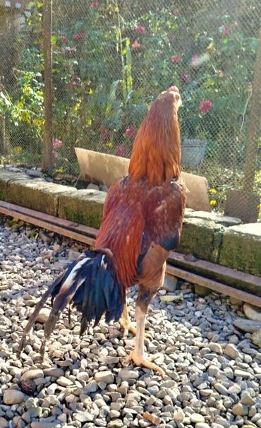 Xoruzlar: Salam Heyratı beçə 80 Heyratı sarıfete Fotoşəkillər Samsung Galaxy A7 — 8