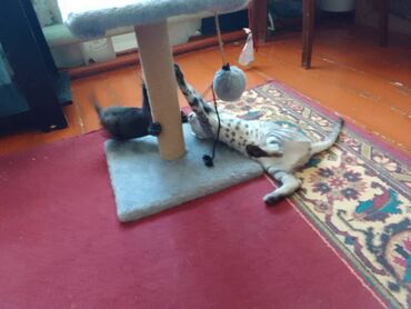 аренда животных: Отдаём котят в добрые руки. Кушают самостоятельно, приучены к лотку