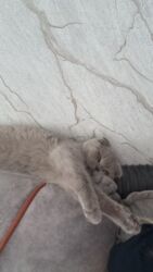 британские котята черные: 6 ayliq erkek ev pisiyidir. whatsapp ile elaqe saxliya bilersiniz