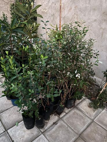 Ağaclar: Bağ bitkiləri – dekorativ ağac və kol sortları - Tulpan Maqnoliya — 10