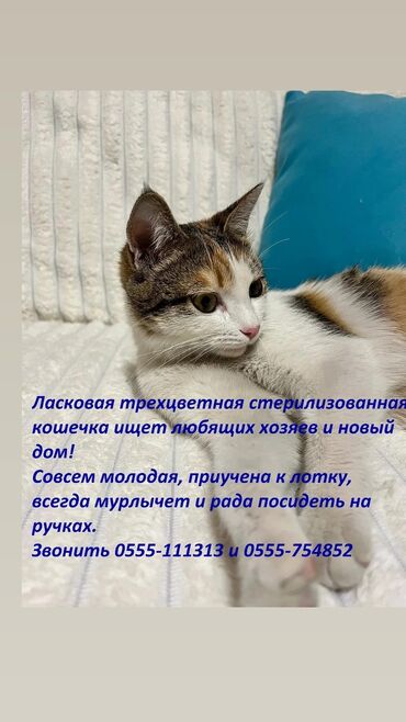 сенбернар бишкек: Кошка даром: Беспородная, Девочка