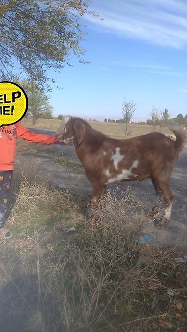 купить козье мясо: Продаю | Козёл (самец) | Нубийская | Для разведения | Осеменитель — 1