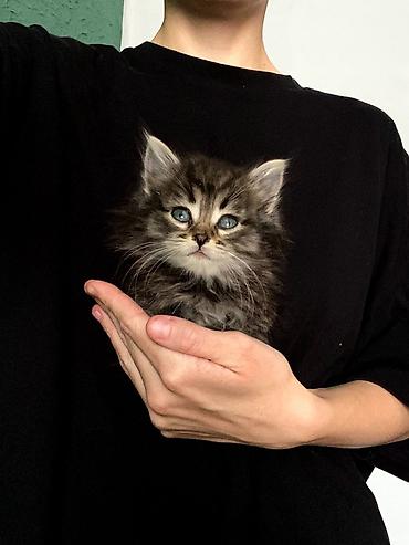 купить бенгальскую кошку: Кошка даром: Беспородная, 1 месяц, Мальчик, Приучена к лотку — 7