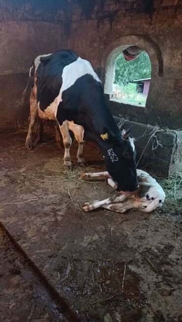 Продаю | Корова (самка) | Голштин | Для молока | Искусственник