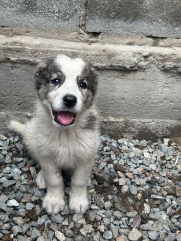 сколько стоит сиамская кошка в сомах: Алабай, 1 месяц, Самка, С прививкой, С родословной