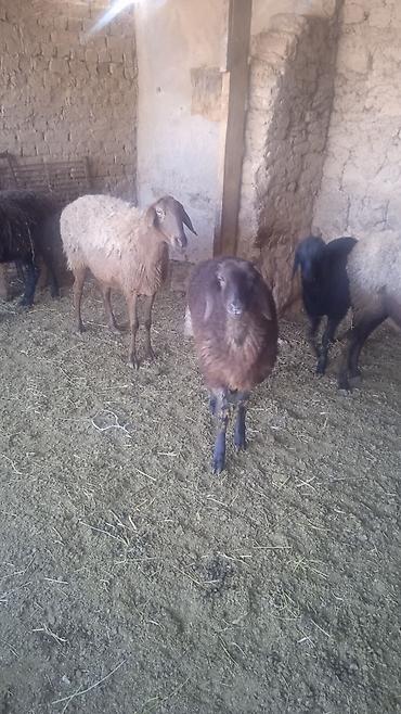 Бараны, овцы: Продаю | Овца (самка) | Для разведения | Ярка — 10