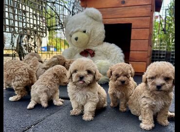 İtlər: Pudel, 2 ay, Erkek, Sənədli, Ünvandan götürmə