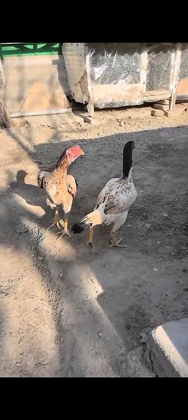Куры, петухи: Продаю | Куры | Бойцовая | Для разведения — 7