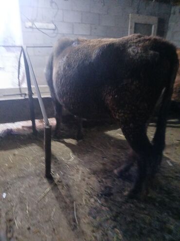 коза молоко: Сатам | Уй (ургаачы) | Аргын | Көбөйтүү үчүн, Сүт алуу үчүн | Бооз