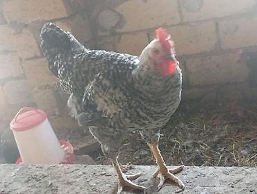 тап аз птицы: Məhsul: Yerli qarışıq cins toyuq və xoruzlar4 aylikdirlar Təsvir: - — 8