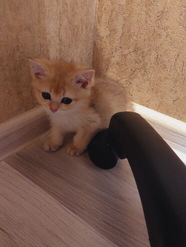 Pişiklər: Qızıl şinşilla, Erkək, Dişi, Yaxşı əllərə, Ünvandan götürmə -da lalafo.az — 8 Pişiklər: Qızıl şinşilla, Erkək, Dişi, Yaxşı əllərə, Ünvandan götürmə — 8