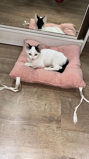 Отдам даром кошку: Кошка даром: Ангорская, 3 месяца, Девочка at lalafo.kg — 8 Отдам даром кошку: Кошка даром: Ангорская, 3 месяца, Девочка — 8