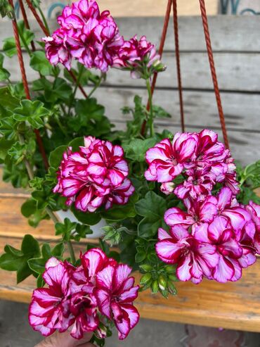 Другие комнатные растения: Пеларгония (плющелистная) — 4