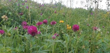 Bal: Müalicəvi Göyçay qaratikan balı 100% tam təbii baldır. Süzülmə bal — 4