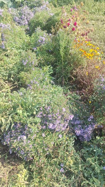 продается орошаемая земля в жайылско районе алтыр будёновка 5 40 гектар цена договорная с довой проблем нету оформление сразу: 9 соток, Курулуш, Кызыл китеп, Техпаспорт