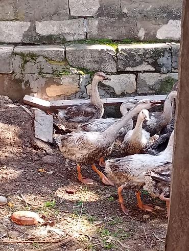 rakuşka satışı: Erkək, | Linda, Damazlıq, Ünvandan götürmə — 1