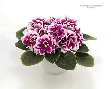 Фиалки и глоксинии: 🌱🌺🌱 Продаю сортовые ДЕТКИ стандартных, трейлерныхмини и полумини — 20