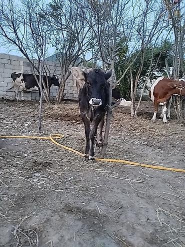 bala dovşan: Salam aleykum ineyler tək tək satılmır ikisində balası dishi cins — 4