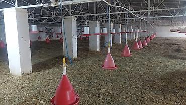 Digər daşınmaz kommersiya əmlakı icarəsi: Toyuq Üçün Ferma İcarəyə Verilir. Salam. 4 Ədəd, Hər Biri 15.000 — 19